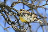 Western Meadowlarkborder=